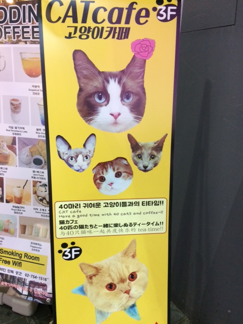 Cat cafe